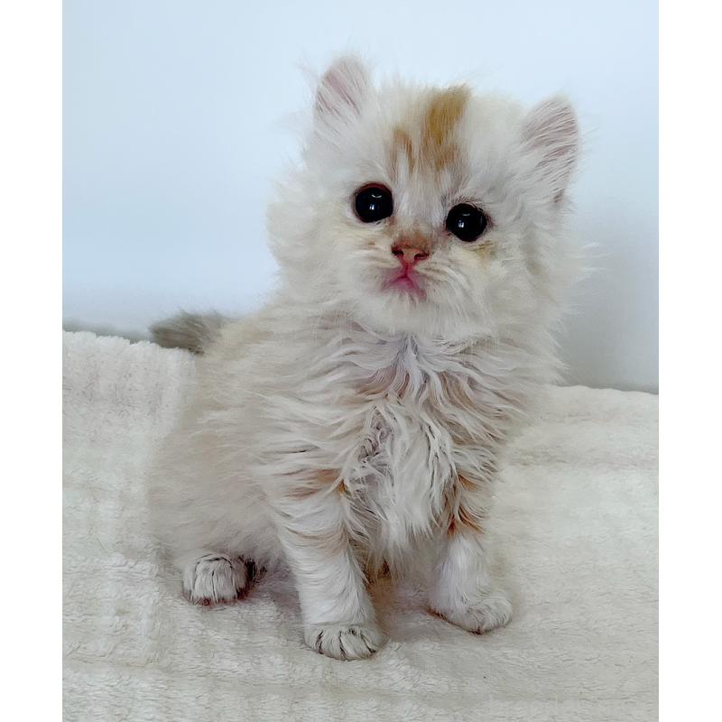 商談中の福島県のミヌエット-129145の3枚目