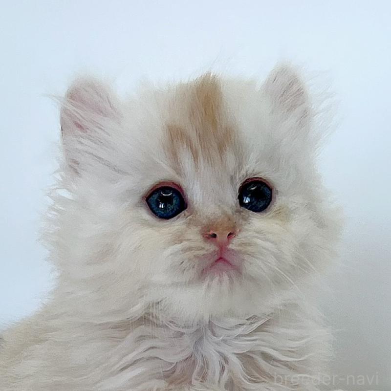 商談中の福島県のミヌエット-129145の4枚目