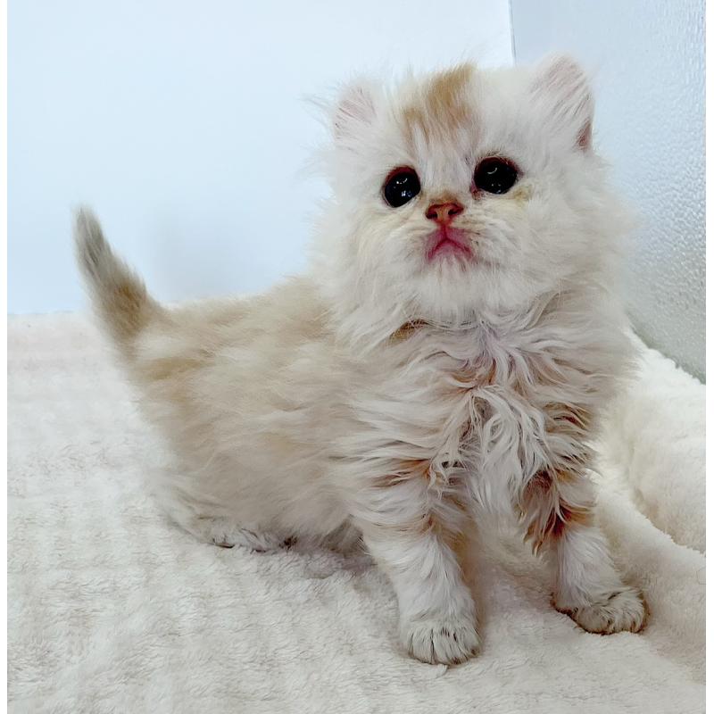 商談中の福島県のミヌエット-129145の2枚目