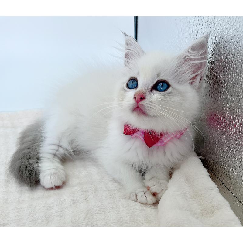 成約済の福島県のラグドール-127166の5枚目