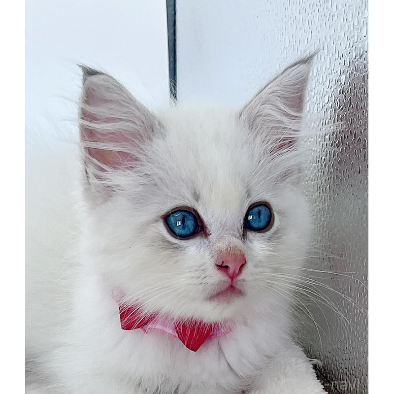 成約済の福島県のラグドール-127166の4枚目