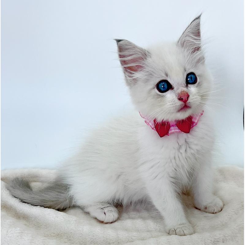 成約済の福島県のラグドール-127166の3枚目