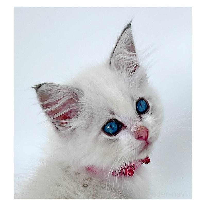 成約済の福島県のラグドール-127166の2枚目