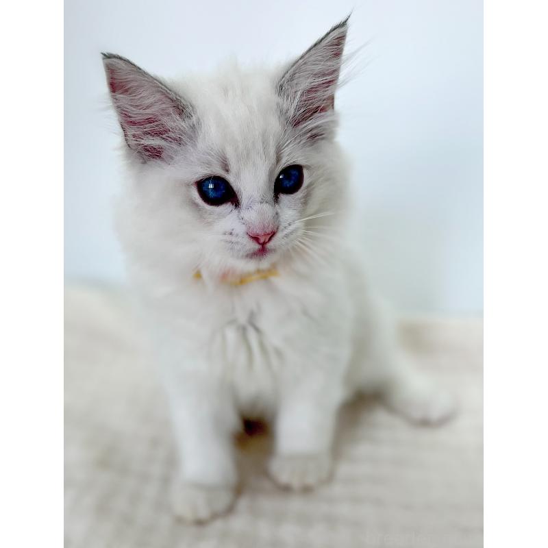 販売中の福島県のラグドール-127165の3枚目