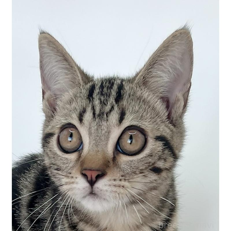 販売中の福島県のアメリカンショートヘア-123589の4枚目