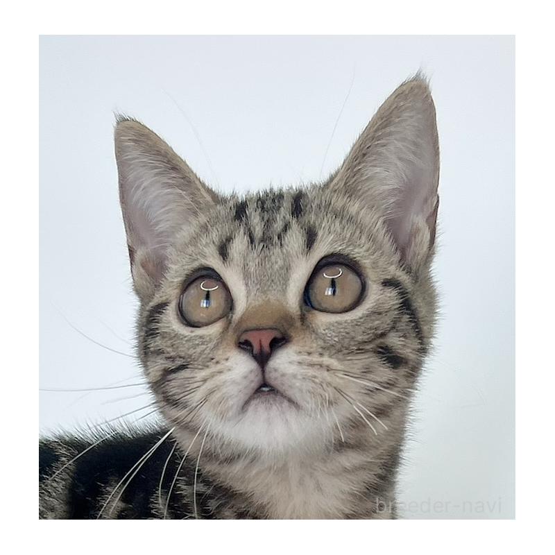 販売中の福島県のアメリカンショートヘア-123589の3枚目