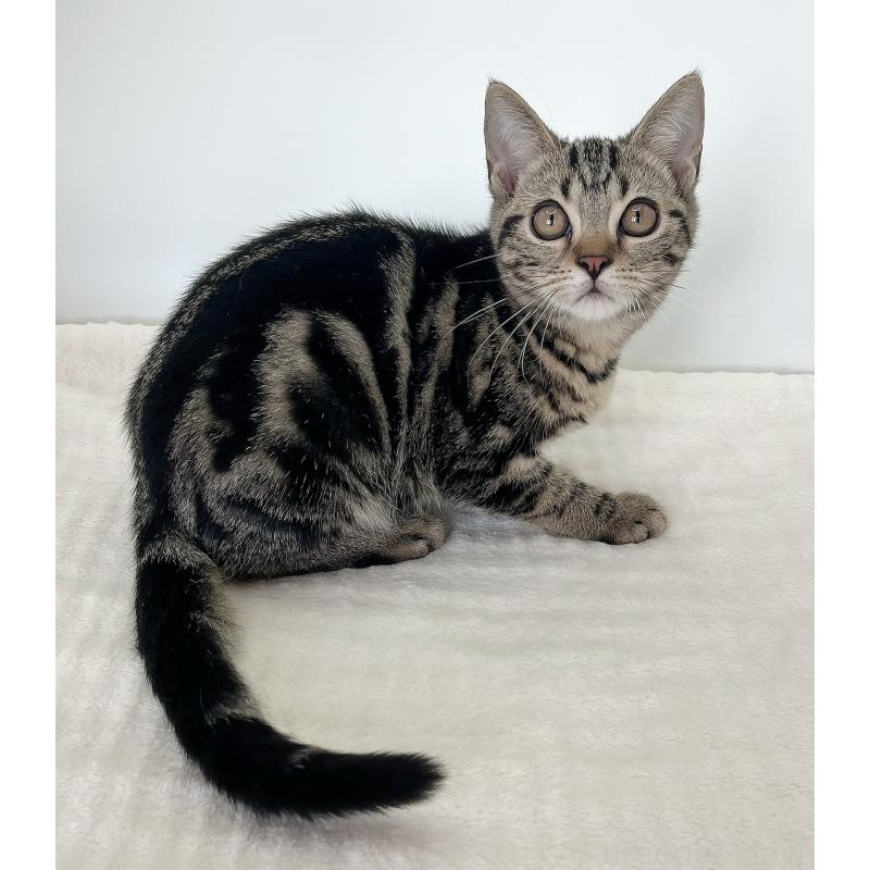 販売中の福島県のアメリカンショートヘア-123589の2枚目