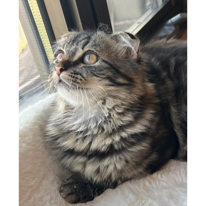 成約済の福島県のマンチカン-120428の3枚目