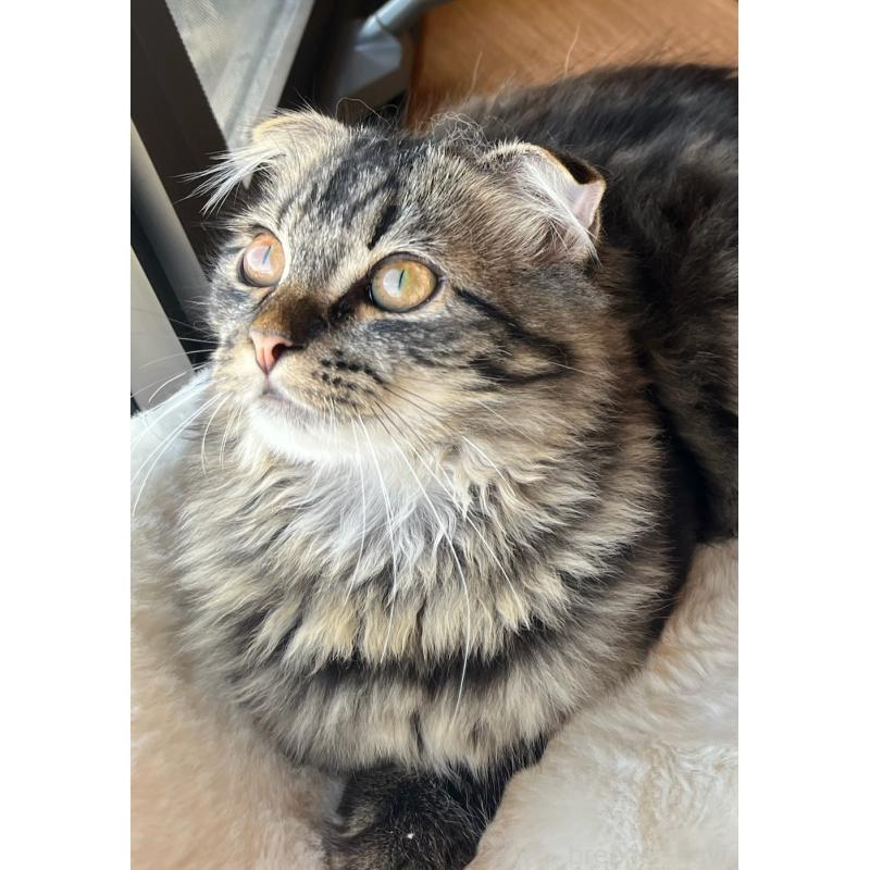 成約済の福島県のマンチカン-120428の2枚目