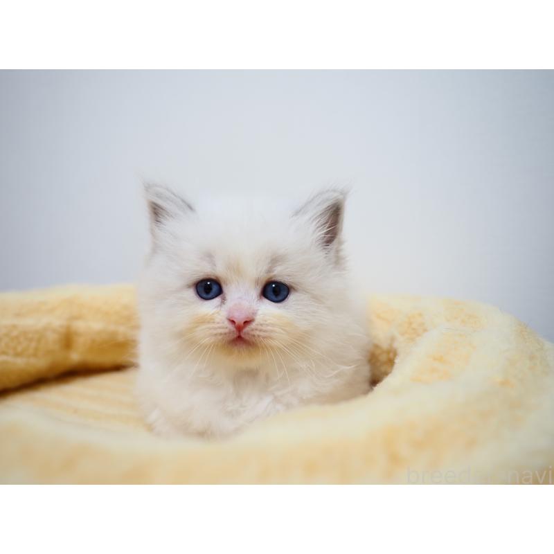 成約済の埼玉県のラグドール-129209の20枚目