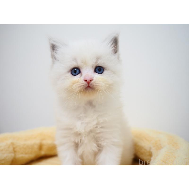 成約済の埼玉県のラグドール-129209の19枚目