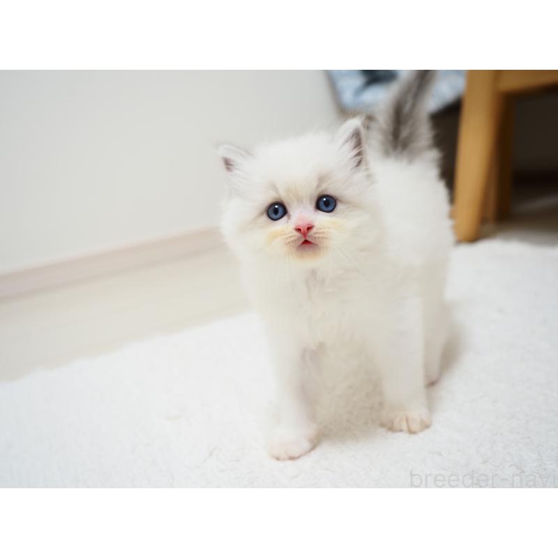 成約済の埼玉県のラグドール-129209の18枚目