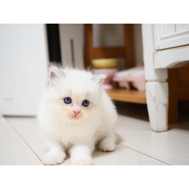 成約済の埼玉県のラグドール-129209の17枚目