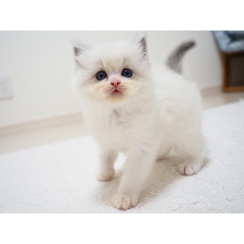 成約済の埼玉県のラグドール-129209の16枚目