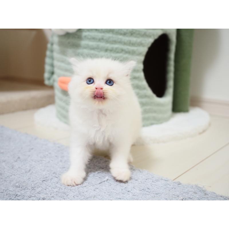 成約済の埼玉県のラグドール-129209の15枚目