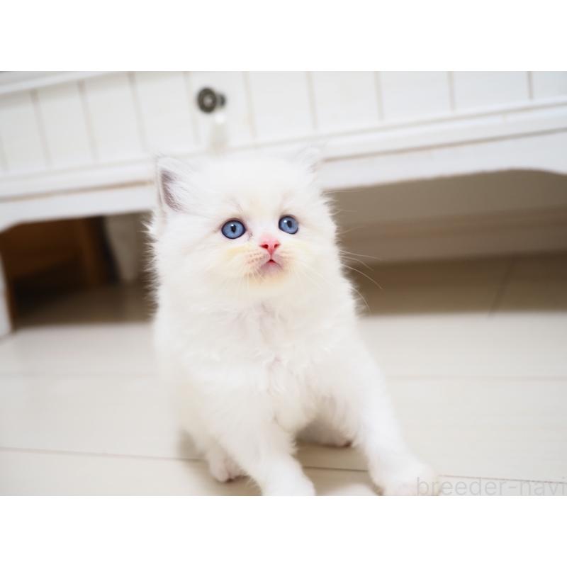 成約済の埼玉県のラグドール-129209の14枚目