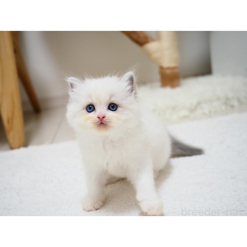 成約済の埼玉県のラグドール-129209の13枚目