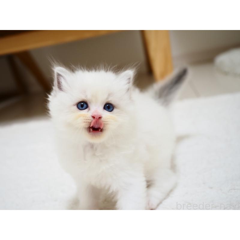 成約済の埼玉県のラグドール-129209の12枚目