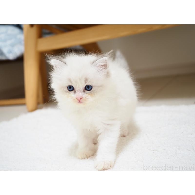 成約済の埼玉県のラグドール-129206の15枚目