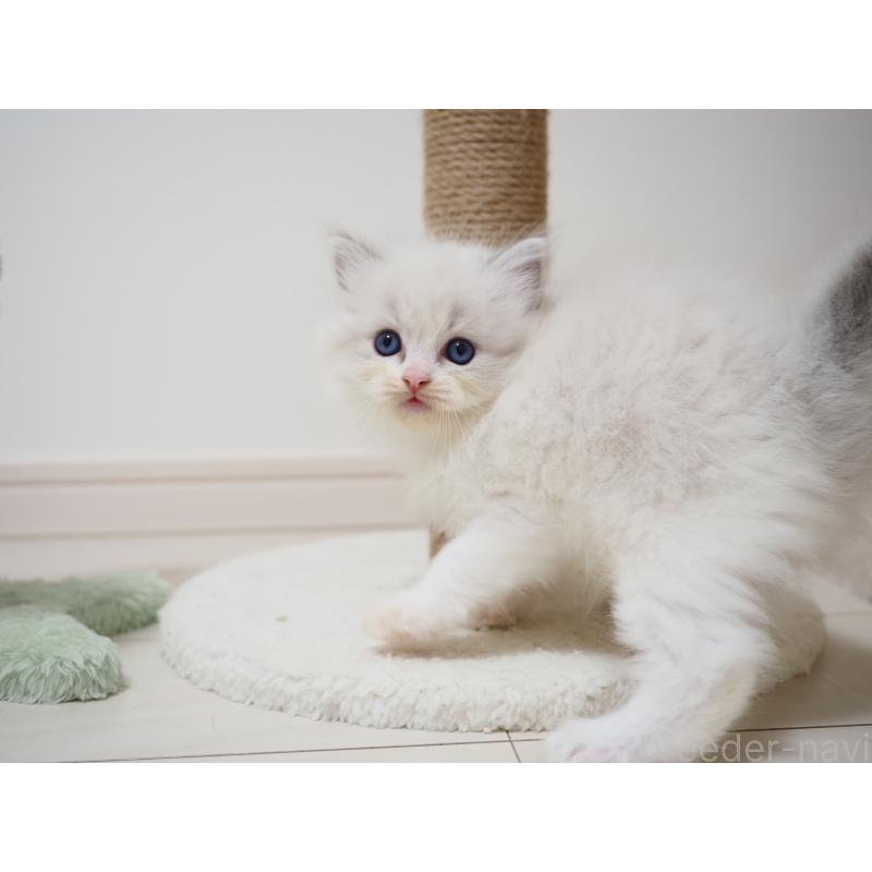 成約済の埼玉県のラグドール-129206の11枚目