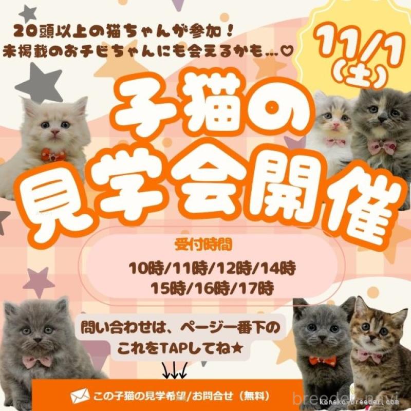 成約済の神奈川県のミヌエット-129614の21枚目