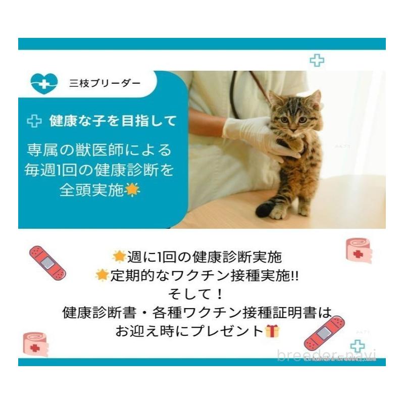成約済の神奈川県のマンチカン-129620の18枚目