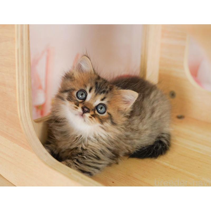 成約済の埼玉県のミヌエット-129720の13枚目