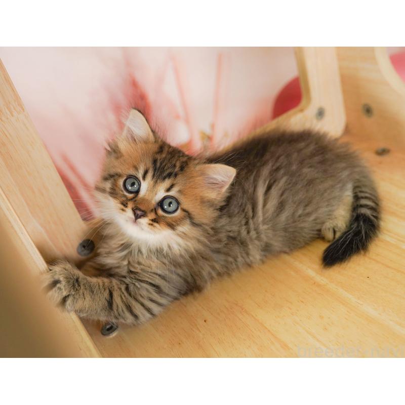 成約済の埼玉県のミヌエット-129720の10枚目