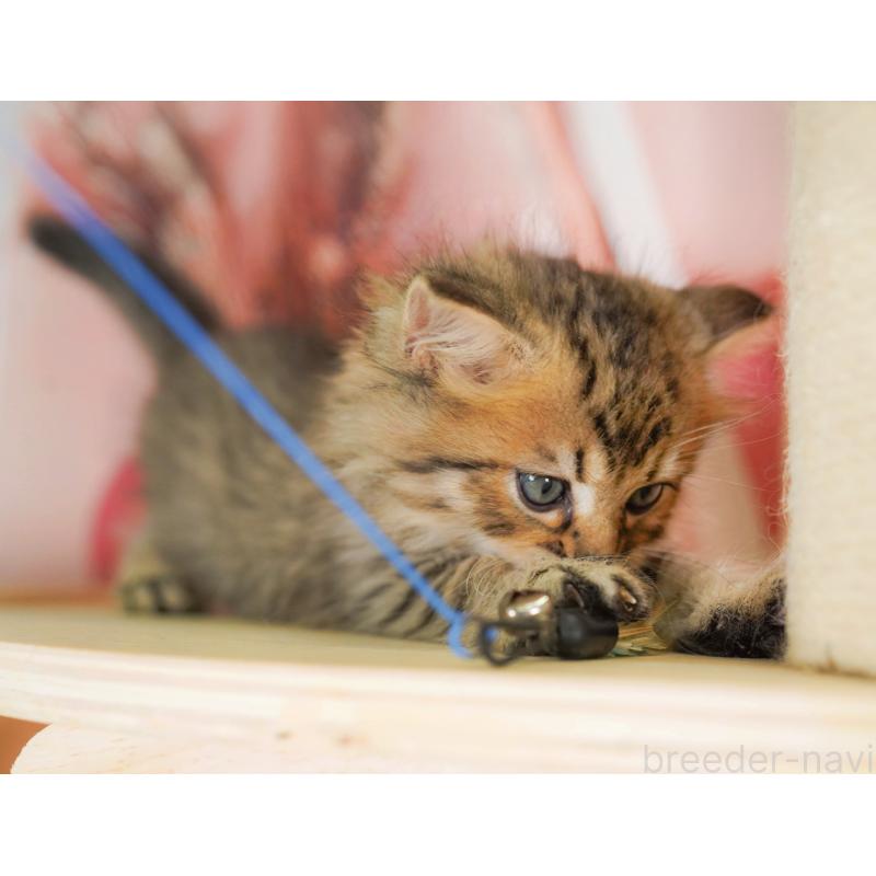 成約済の埼玉県のミヌエット-129720の9枚目