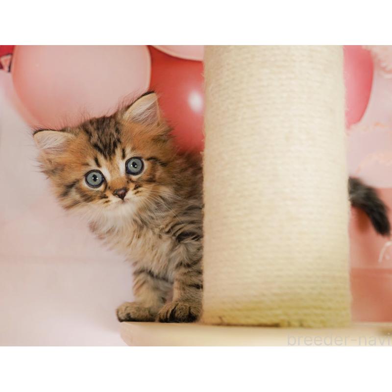 成約済の埼玉県のミヌエット-129720の8枚目