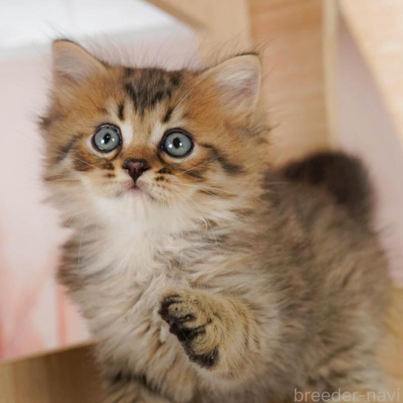 成約済の埼玉県のミヌエット-129720の7枚目