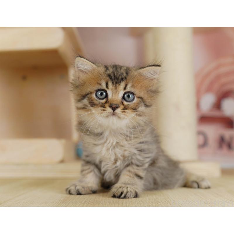 成約済の埼玉県のミヌエット-129720の3枚目