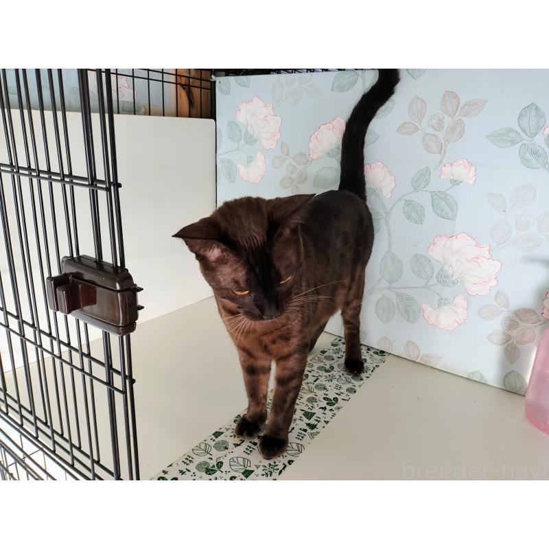 成約済の東京都のベンガル-102574の5枚目