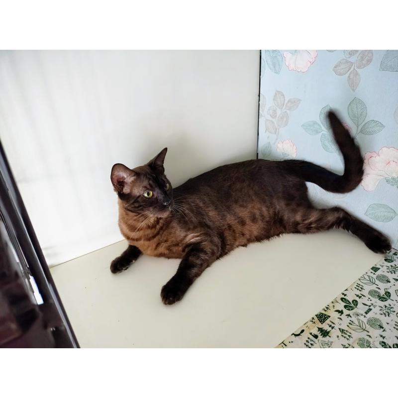 成約済の東京都のベンガル-102574の4枚目