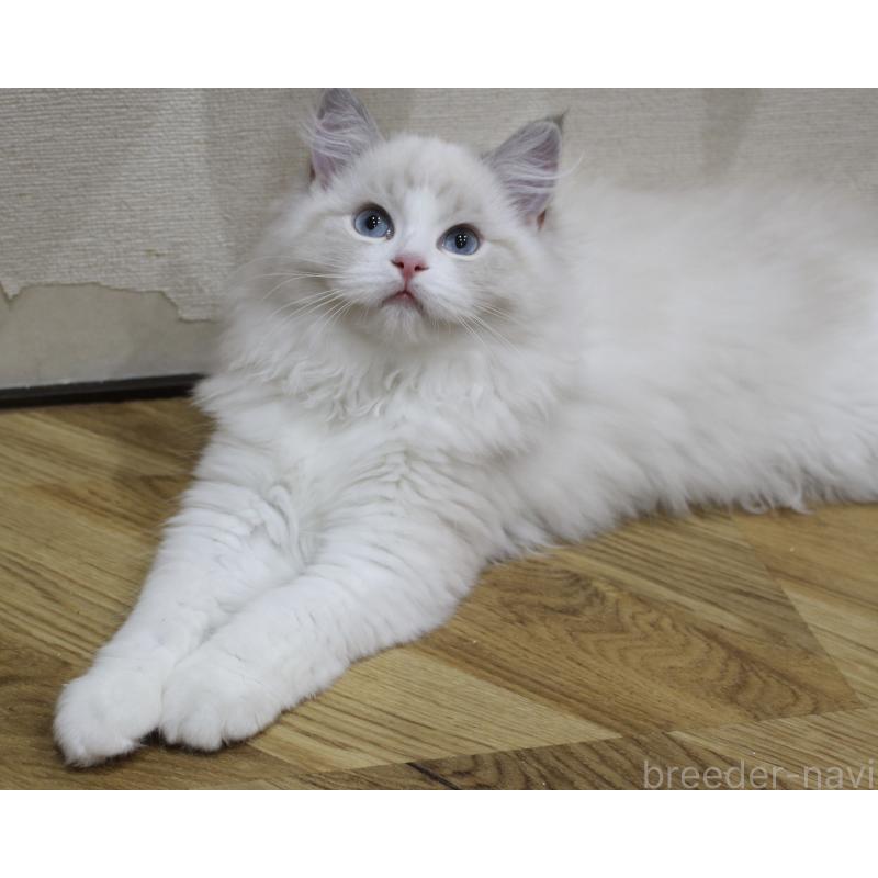 販売中の山梨県のラグドール-129484の11枚目