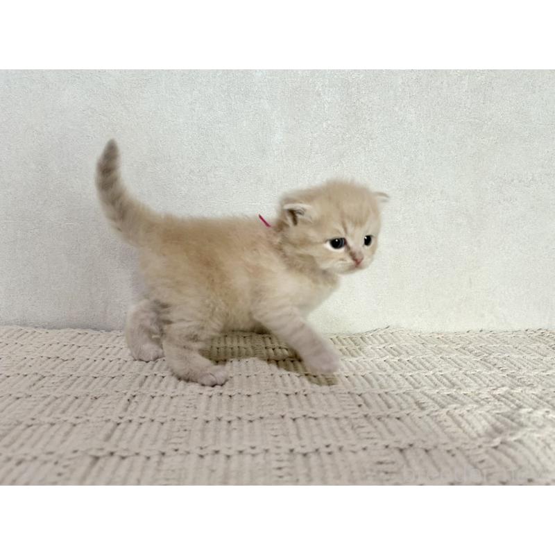 販売中の兵庫県のサイベリアン-128939の12枚目