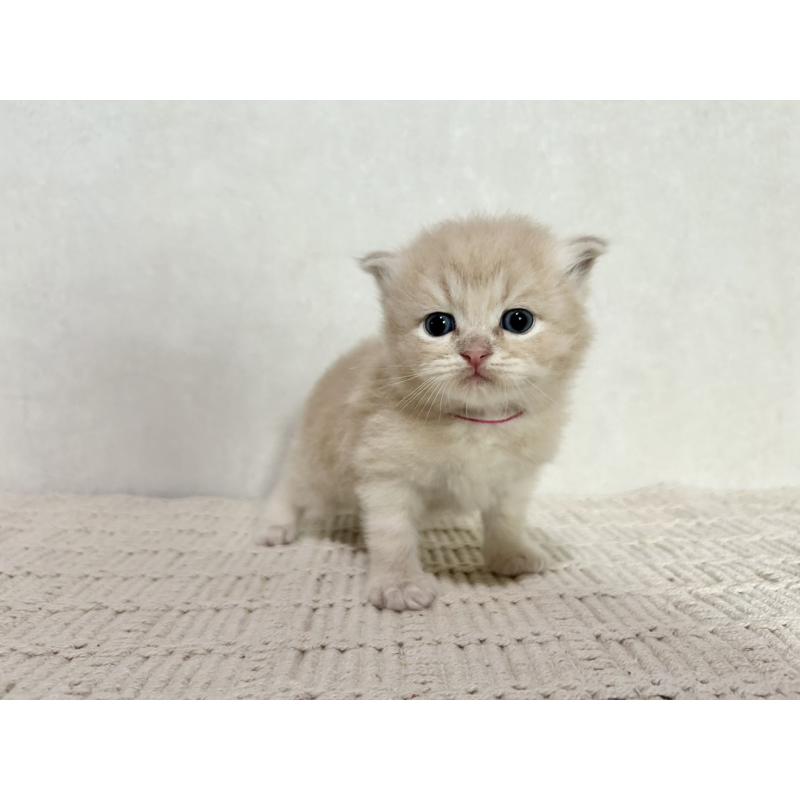 販売中の兵庫県のサイベリアン-128939の11枚目