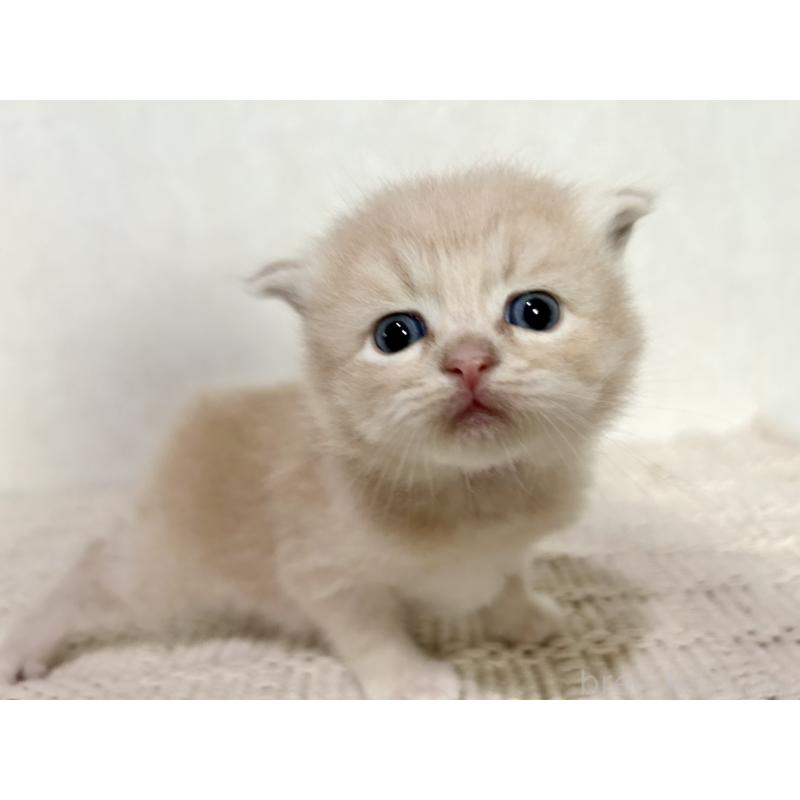 販売中の兵庫県のサイベリアン-128939の10枚目