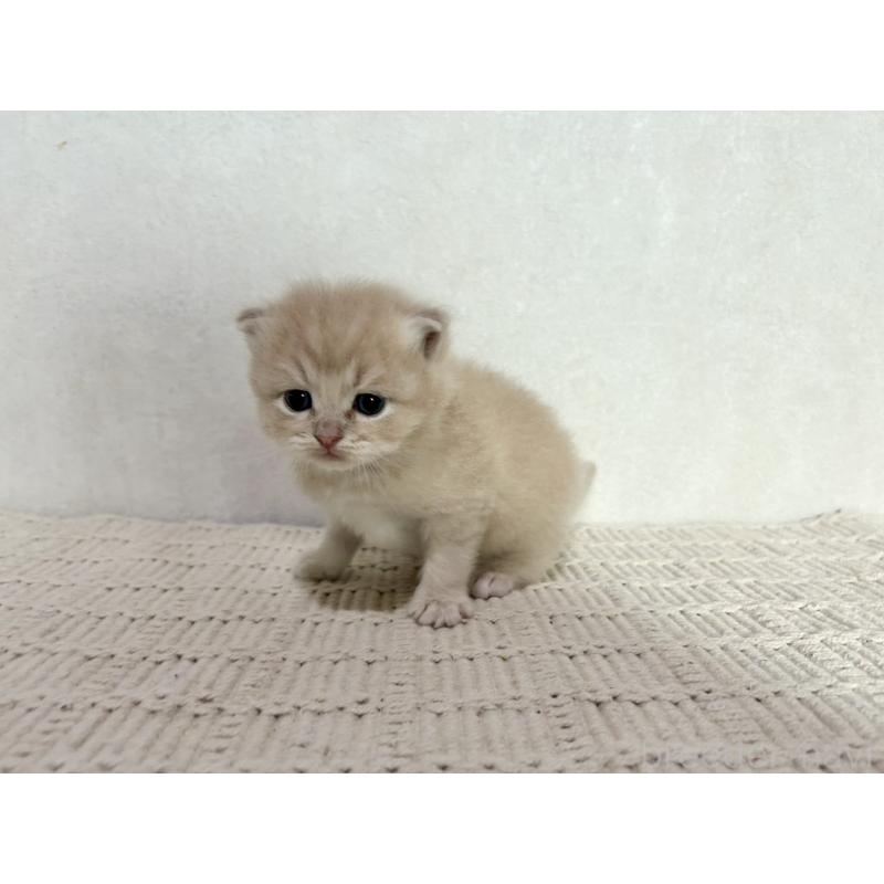 販売中の兵庫県のサイベリアン-128939の9枚目