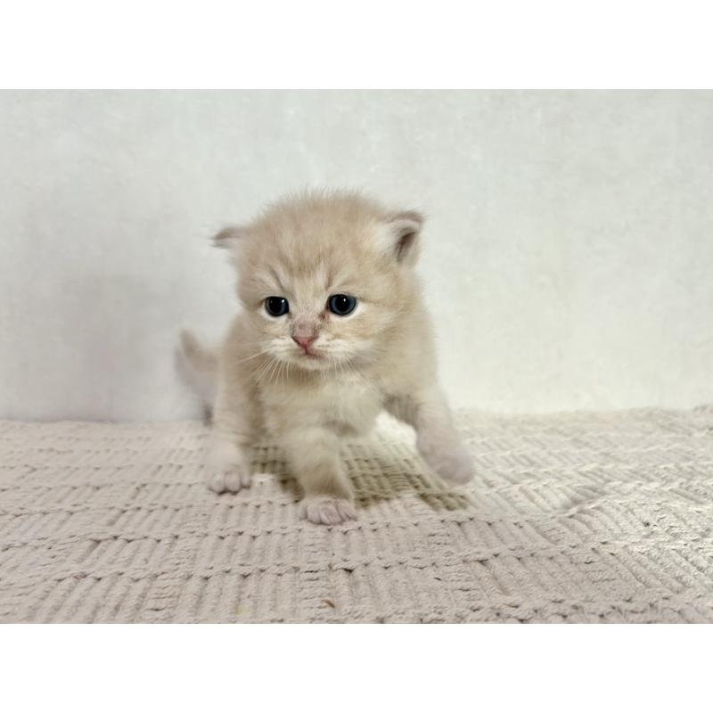 販売中の兵庫県のサイベリアン-128939の8枚目