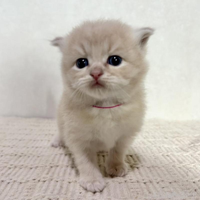 販売中の兵庫県のサイベリアン-128939の7枚目