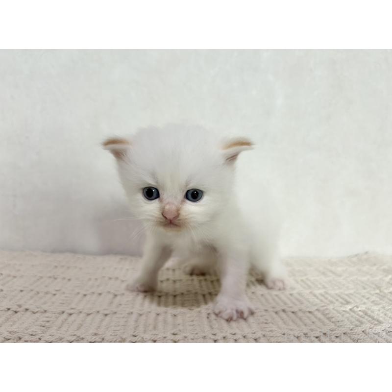 成約済の兵庫県のサイベリアン-128940の14枚目