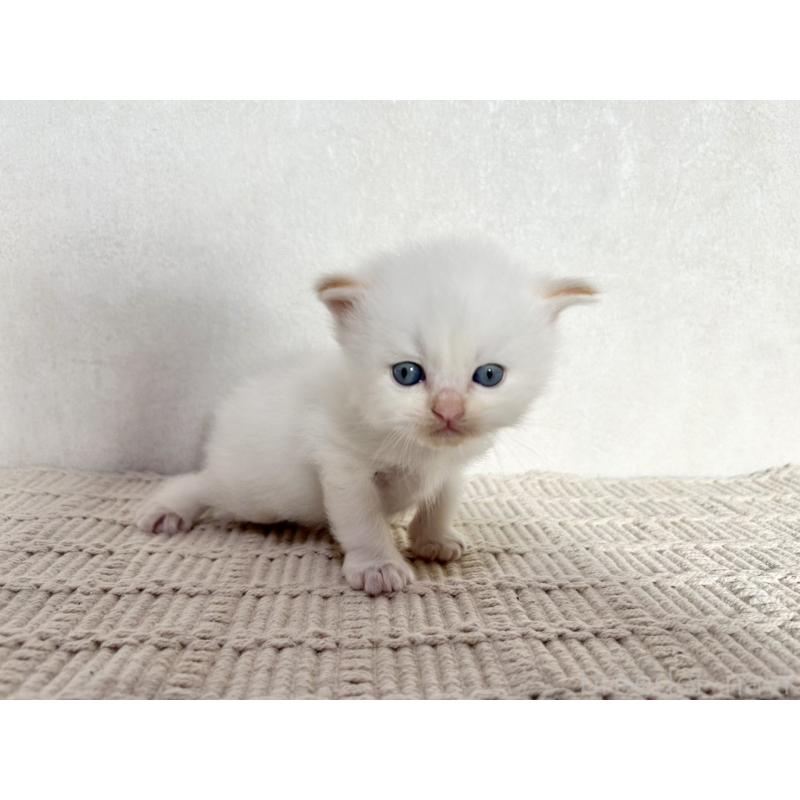 成約済の兵庫県のサイベリアン-128940の13枚目