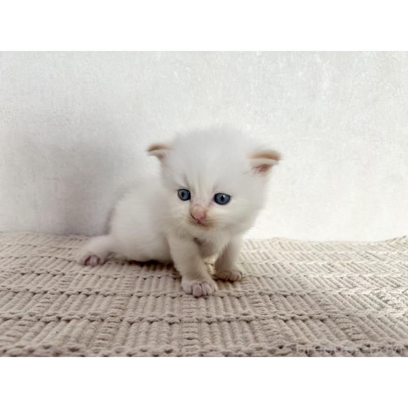 成約済の兵庫県のサイベリアン-128940の12枚目