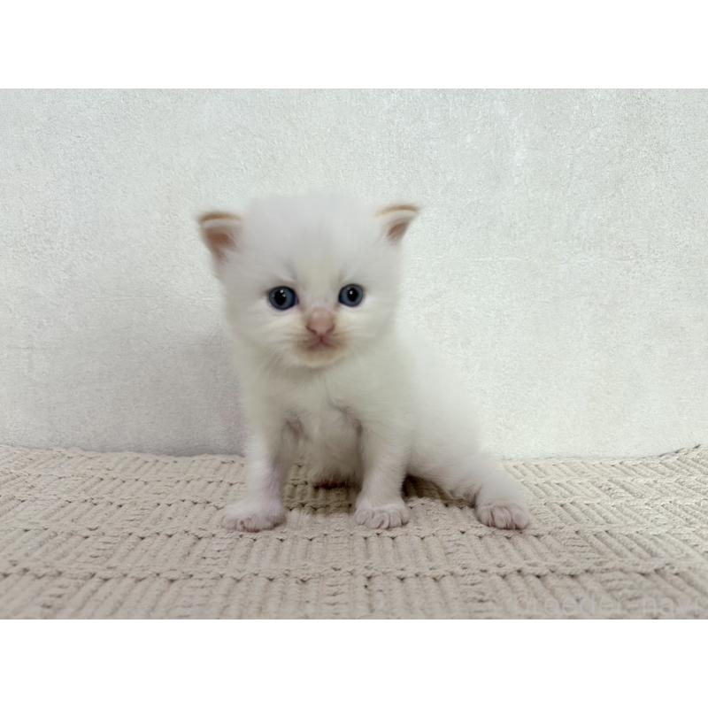 成約済の兵庫県のサイベリアン-128940の11枚目