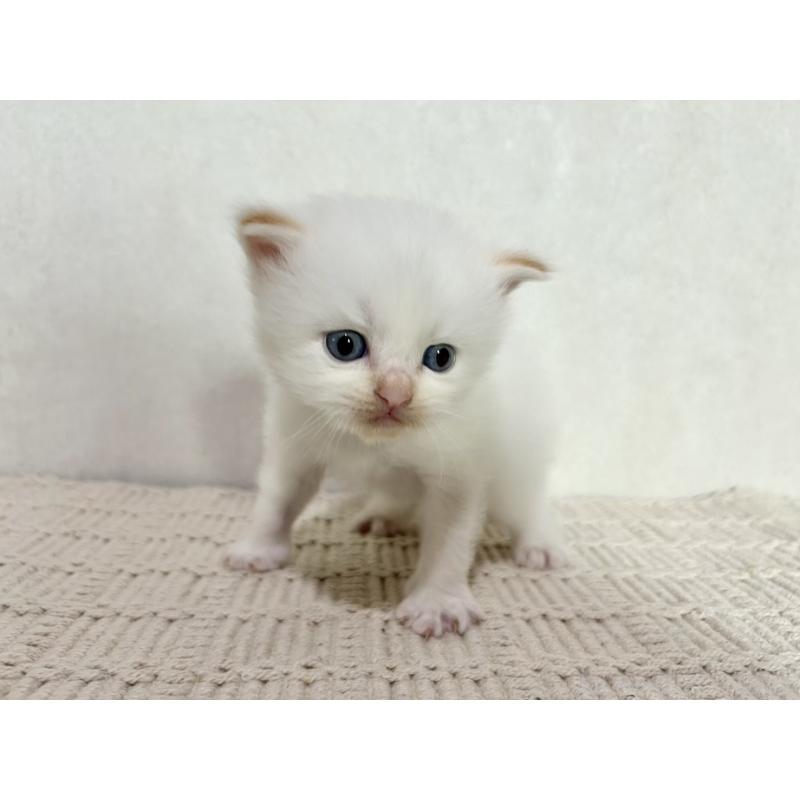 成約済の兵庫県のサイベリアン-128940の10枚目