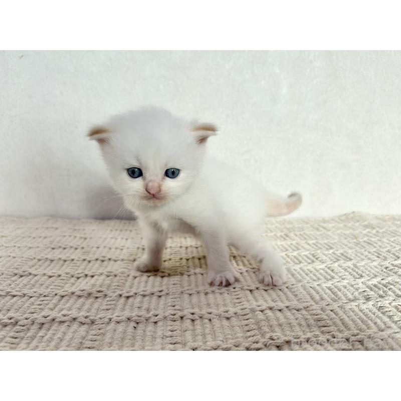 成約済の兵庫県のサイベリアン-128940の9枚目