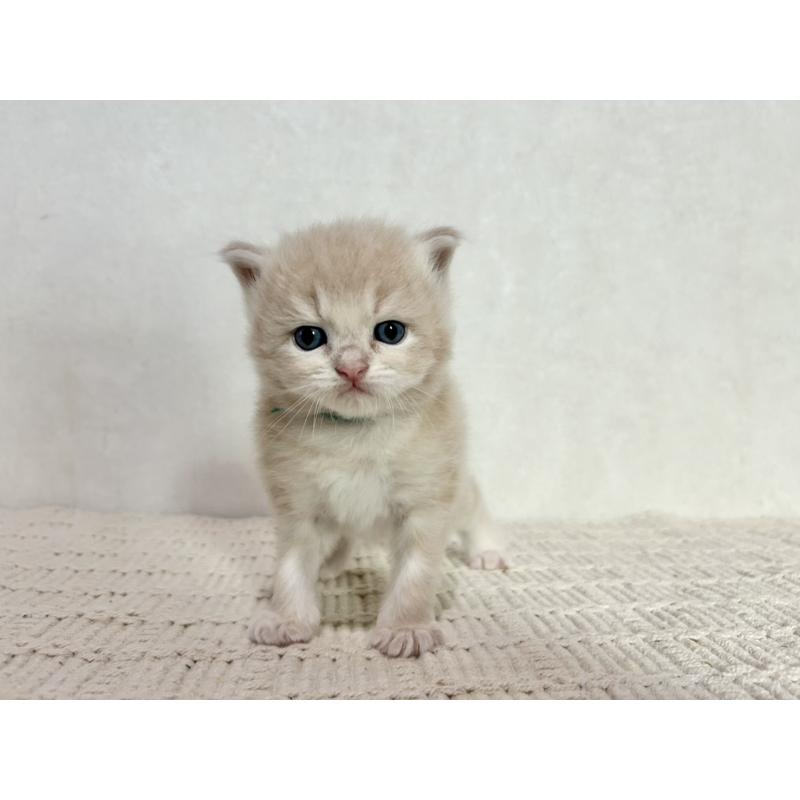 販売中の兵庫県のサイベリアン-128941の14枚目