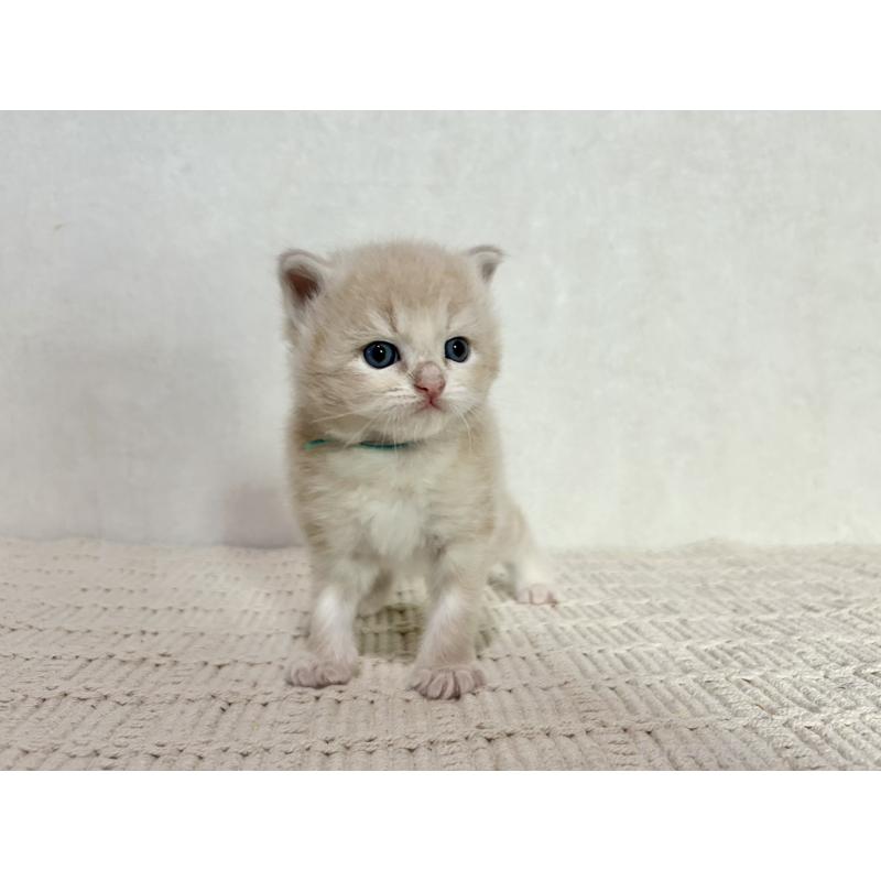 販売中の兵庫県のサイベリアン-128941の12枚目