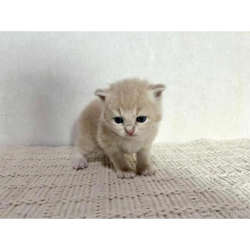 販売中の兵庫県のサイベリアン-128941の10枚目